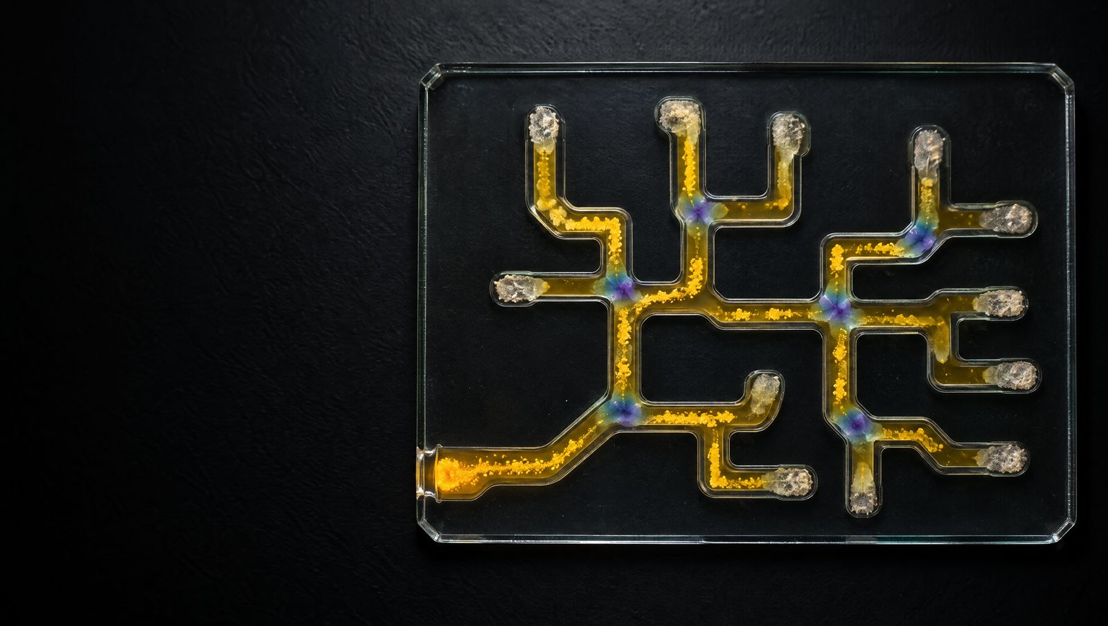 A glass maze chip on a black bench, its channels filled with amber gel. A golden bacterial colony enters at the lower left and spreads through the branching channels, but every branch ends in a dead end where the growth turns pale, with violet and teal zones at the junctions.